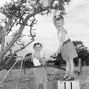 Children picking apples in the apple orchard at
Tresca Children's Home for child migrants, Exeter,
Tasmania, 1958